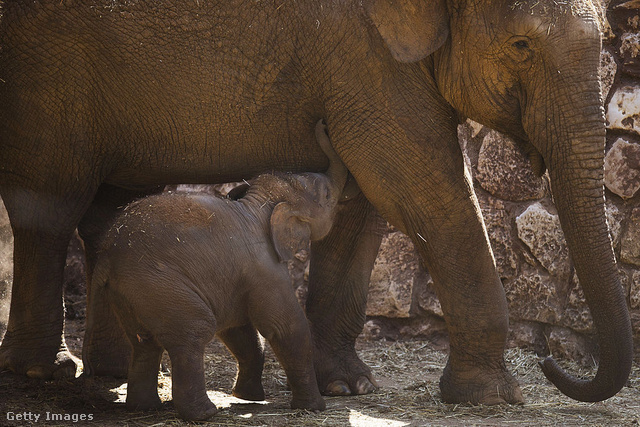 A dublini állatkert webkameráján keresztül ázsiai elefántcsaláddal ismerkedhetsz