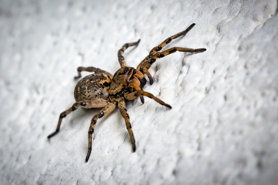 Ez Magyarország legnagyobb, védett pókja, mely ijesztő kinézete ellenére csak veszély esetén támad: hogy hívják?