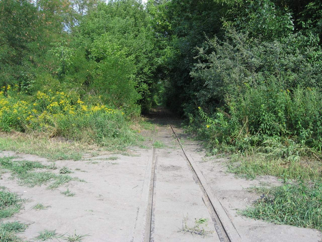 Épp, hogy látszanak a csisztapuszta felé vezető sínek a bozótban.