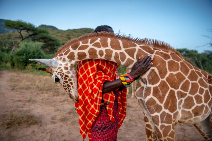 A Fotóriport: Együttélés kategória győztes képe. Védelmező harcosok, Ami Vitale, Kenya.