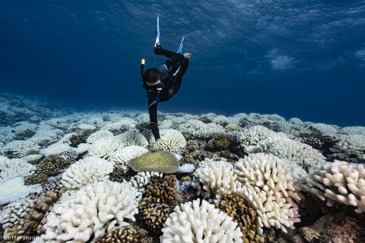 Kifehéredett korallok Francia-Polinézia vizeiben