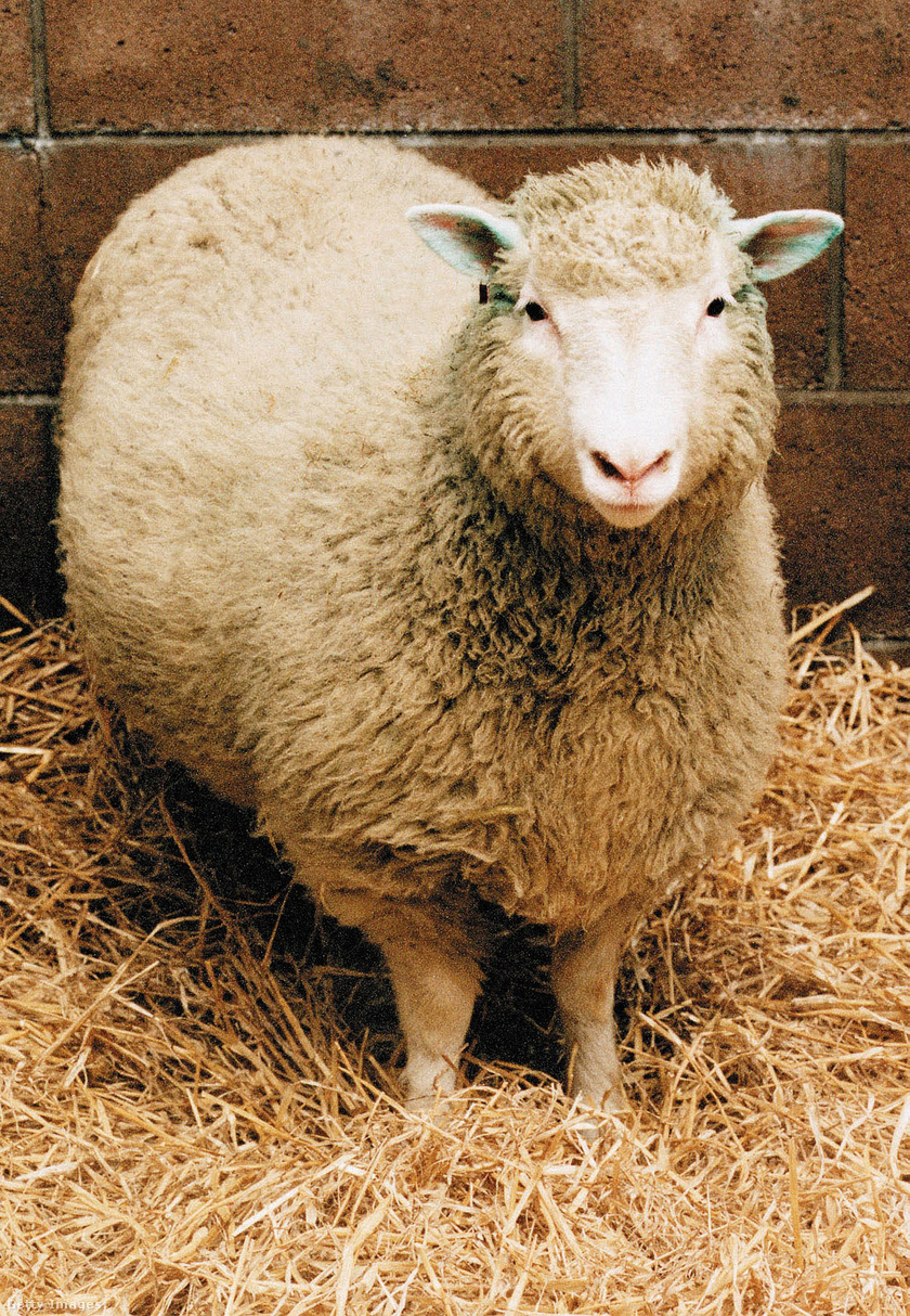 2003-as kép Dollyról, az első klónozott emlősről.