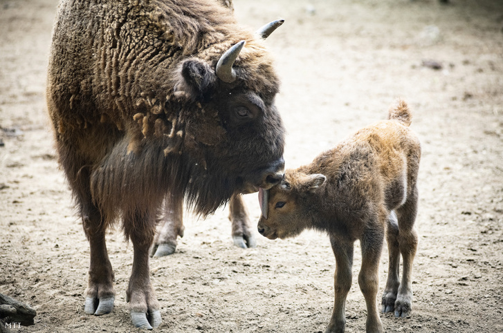 Az egyhetes európai bölény-bikaborjú anyjával a Nyíregyházi Állatpark kifutójában 2020. május 18-án.