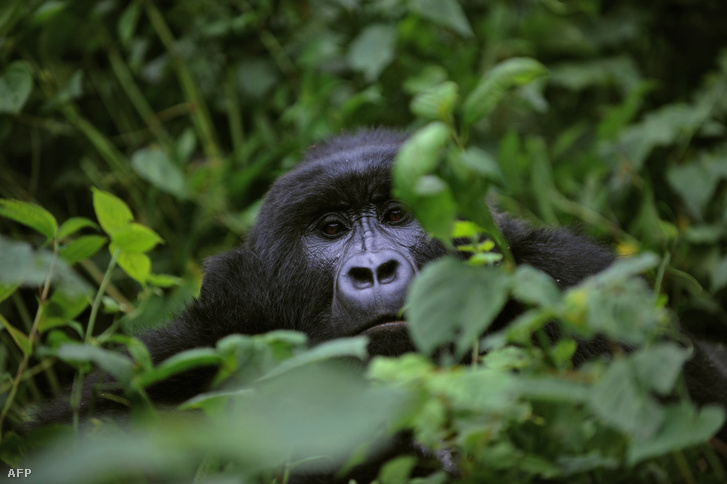 Gorilla a Virunga Nemzeti Parkban