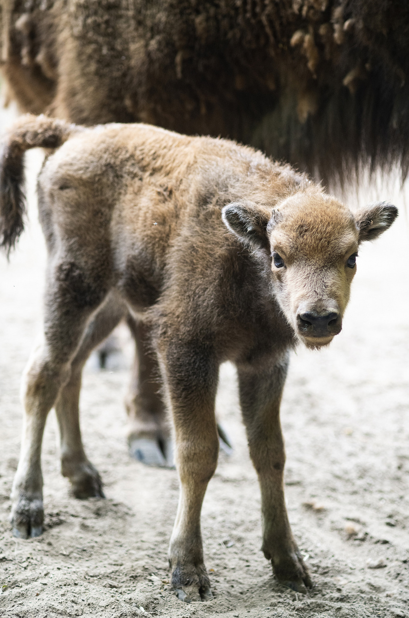 Egyhetes európai bölénybikaborjú a Nyíregyházi Állatpark kifutójában 2020. május 18-án.