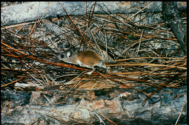 Gyapotegér (Peromyscus gossypinus)