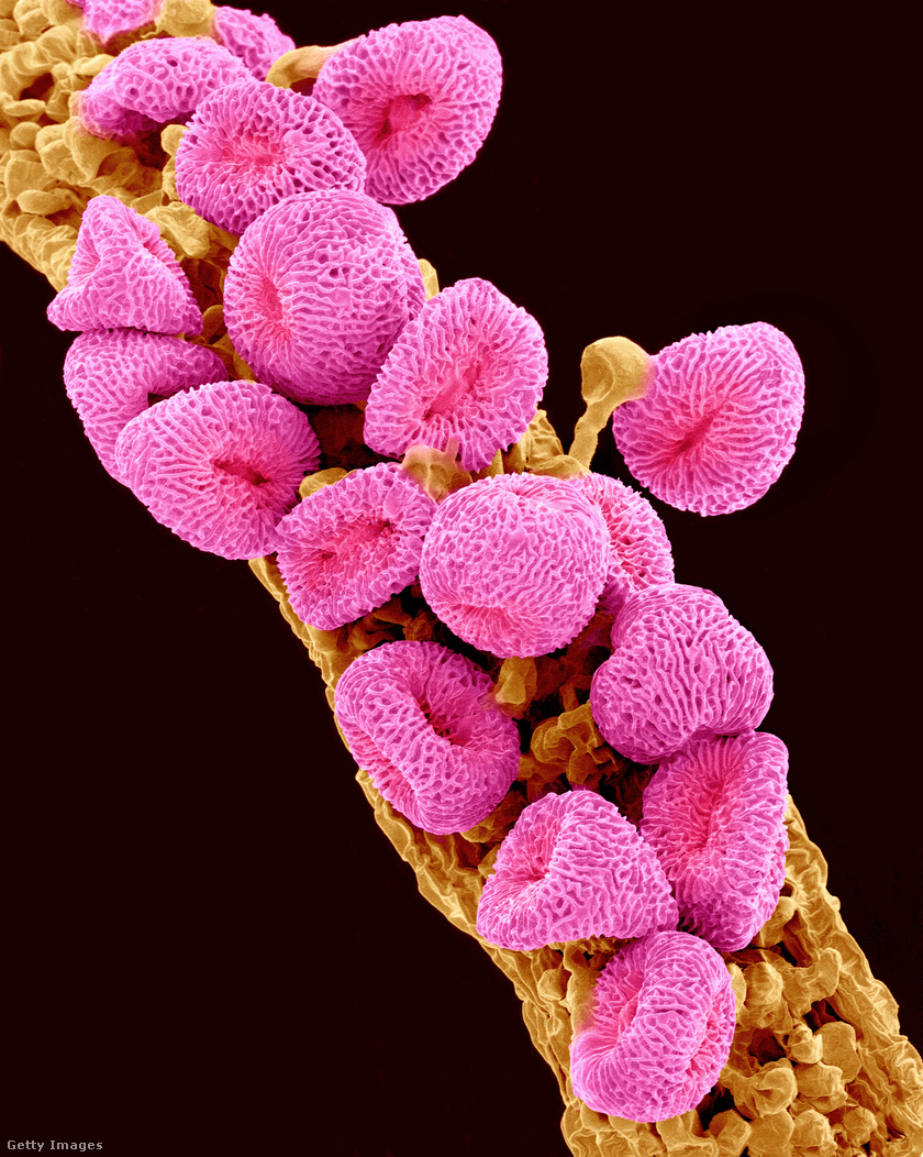 Így néz ki a geránium pollenje.