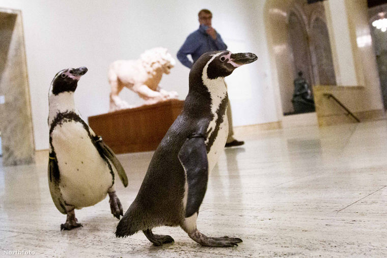 Hagyjuk békében tovább nézelődni a pingvineket a múzeumban, ezzel a fotóval búcsúzunk öntől