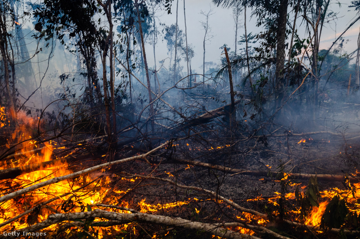 Leégett erdő a brazil Novo progressoban.