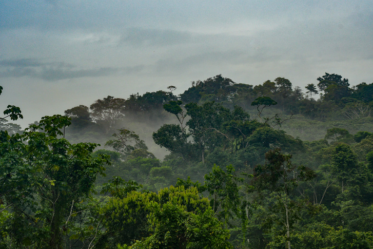 Amazóniai esőerdő.