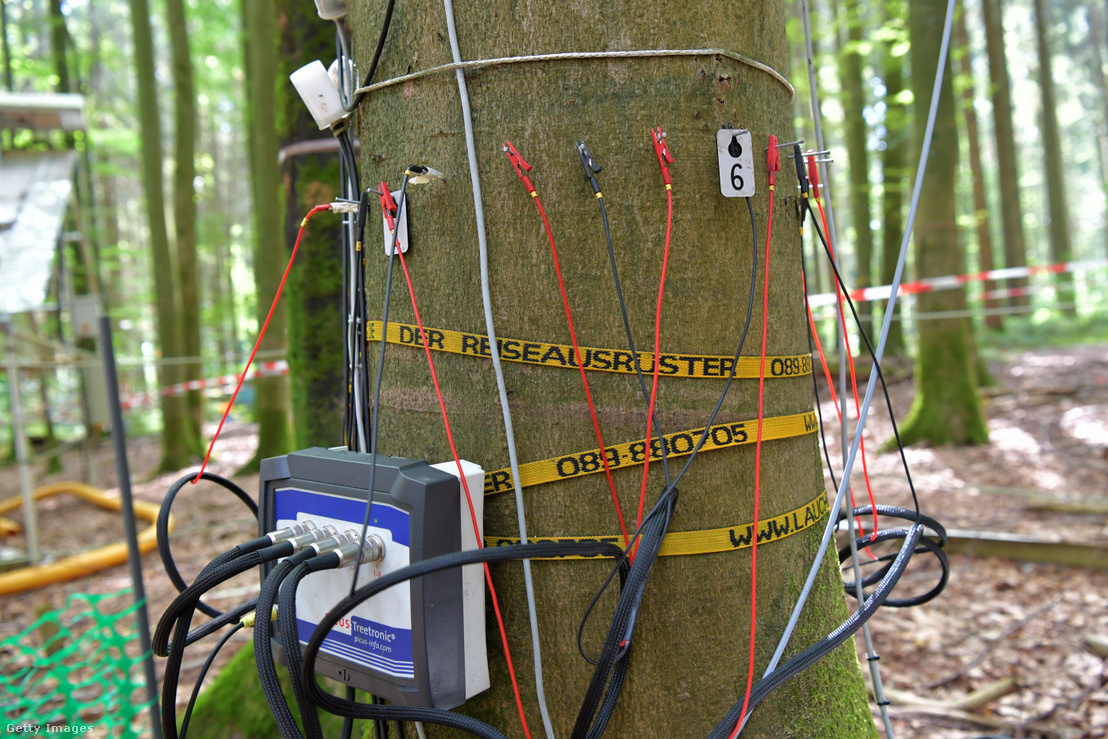 Különféle mérőeszközök lógnak egy bükkfáról a Müncheni Műszaki Egyetem (TUM) erdős területén, ahol a fák hőálló tulajdonságait vizsgálják. 2018. augusztus 11-én.