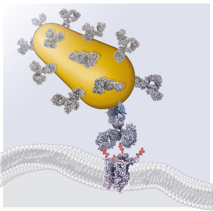A retinába ültetett fehérje és a hozzá antitestek közvetítésével kapcsolt arany nanopálcika