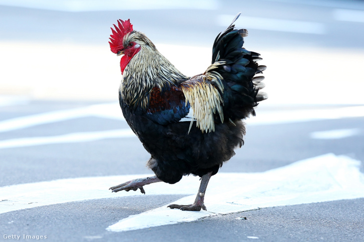 Egyik őse a ma szabadon élő csirkéknek Titirangiban, ez a példány 2014-ben grasszált az utcán