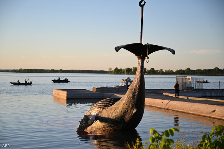 Az elpusztult bálna tetemét már kiemelték a folyóból