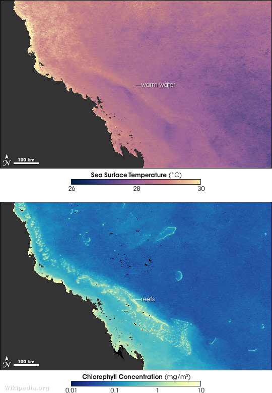 A vízhőmérséklet (felül) és a víz klorofiltartalmának (alul) összefüggése a Nagy Korallzátony területén. Ahol melegebb a víz, ott több a klorofil a vízben, mert a korallok kidobták az algáikat