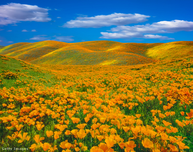Ilyen gyönyörű a mákvirágzás Kaliforniában