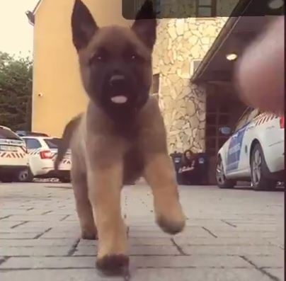 A kiképzésükig kicsit még várni kell