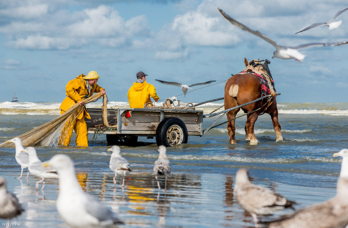 Hagyományos módszerű lovas garnélarák-halászaton vesznek részt belga halászok Oostduinkerke tengerpartján