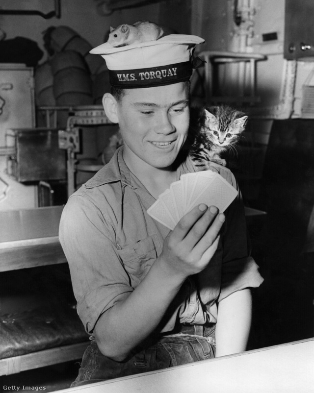 1956: Trevor Grunkhurn sapkáján az aranyhörcsögével, vállán Smew nevű macskájával a HMS 'Torquay' fedélzetén