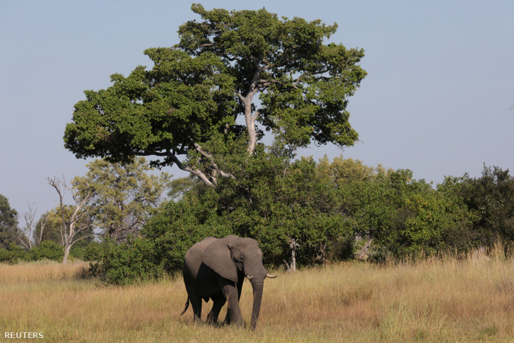 Fiatal elefántbika az Okavango folyó deltájában