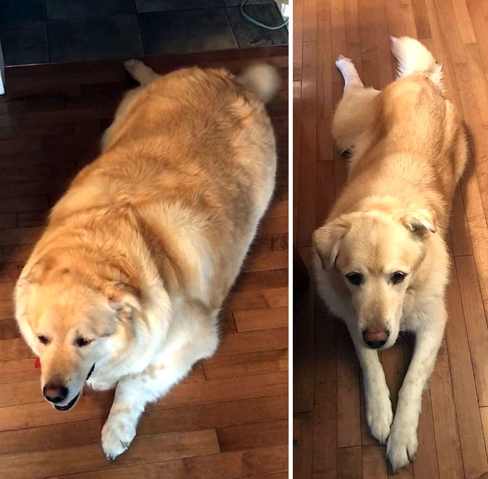 A mentett kutyus, Kai új családjánál csaknem ötven kilót fogyott, és sokkal boldogabbnak is tűnik. Ma már másoknak is segít, hiszen terápiás kutyaként dolgozik.