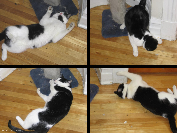 Életképek egy macskamentától betépő macskáról