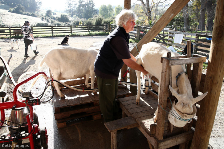 Sue Meszaros új-zélandi kecsketenyésztő feji az állatait