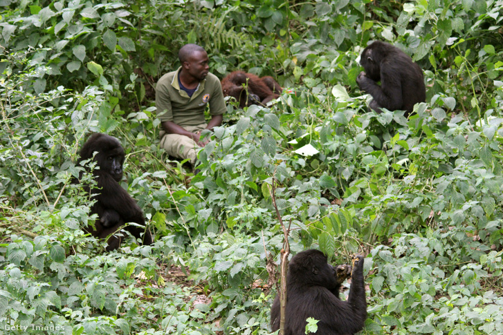 Egy vadőr ül hegyi gorillák között a Virunga Nemzeti Parkban.