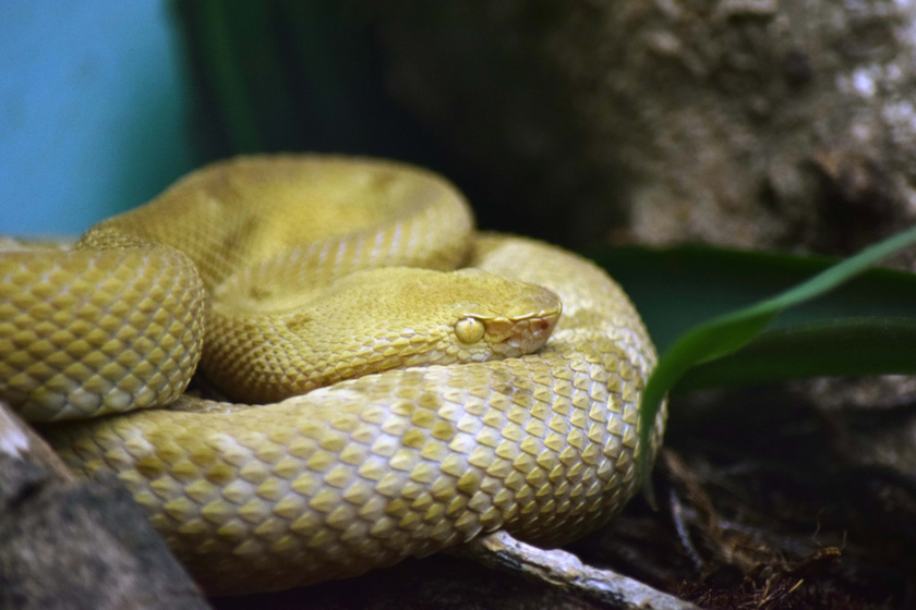 Arany lándzsakígyó a São Paulo-i Butantan Intézetben.
