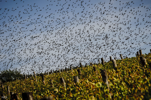 Seregélyek repülnek az őszi időben a tokaji borvidék egyik szőlője felett