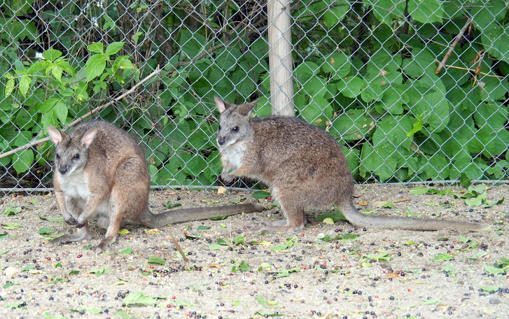 Parma-kenguru02 foto Bagosi Zoltan