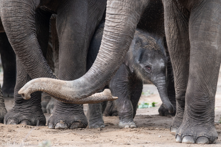 Június közepén született elefántborjú a kölni állatkertben.