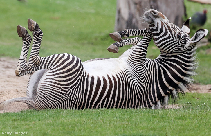 Képünk illusztráció egy zebráról, aki valószínűleg az igazságot keresi. A nagybetűs kép még alább lesz.