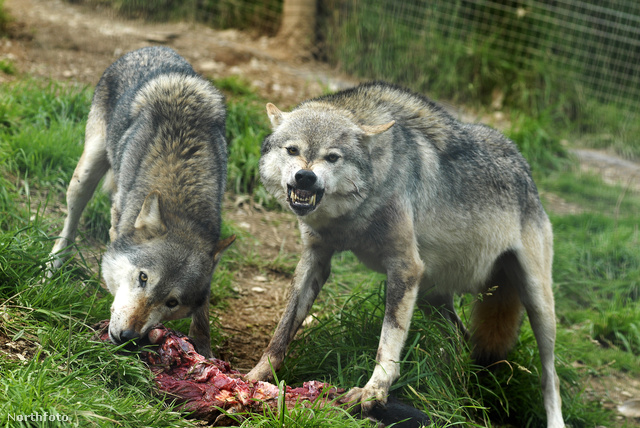 можно ли есть мясо волка