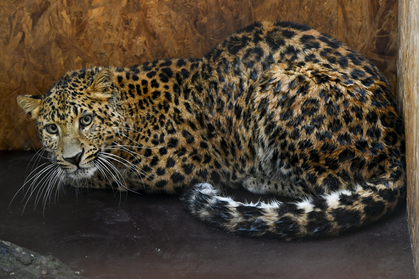 leopard-2