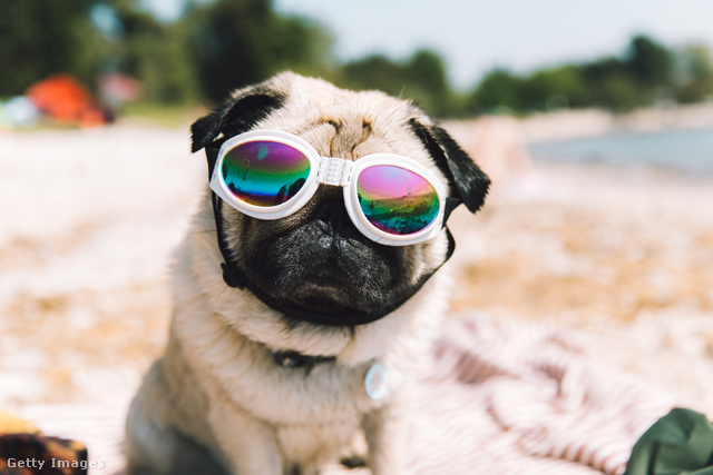 Élvezd a strandot a kutyusod oldalán