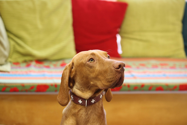 Dr. Simon terápiás kutya - Kutyavilág Művészeti Élménytábor