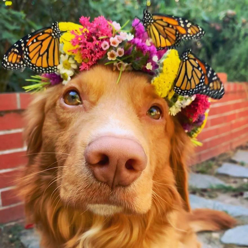 A szelíd kutyust szeretik a pillangók. Egyik legnépszerűbb fotójuk ez a szép, virágkoszorús kép.