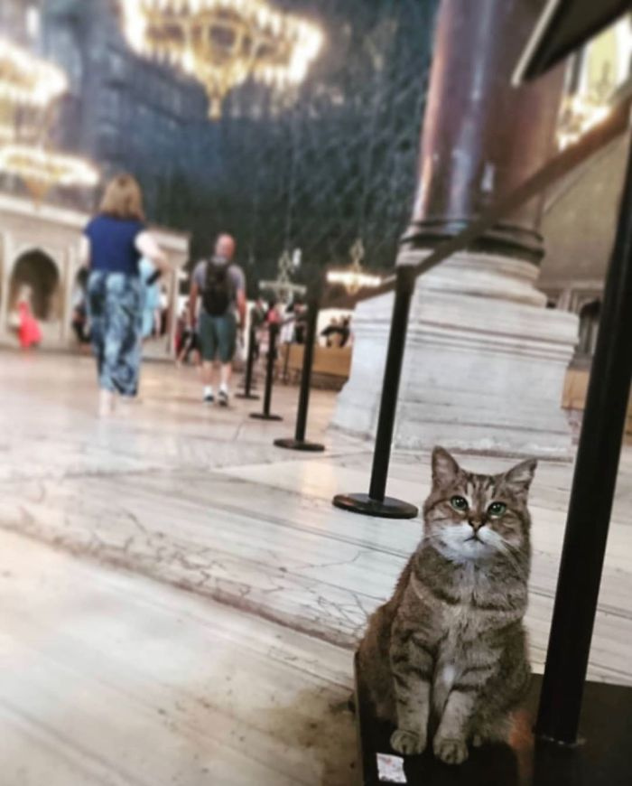 Már 16 éve lakik a Hagia Szophia impozáns épületében a macska. A kép akkor készült, amikor még múzeumként működött.