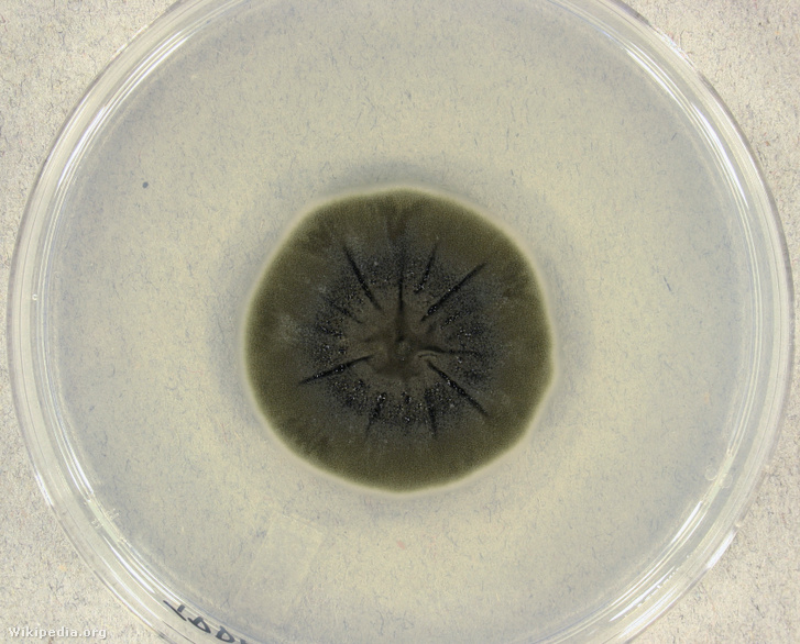 Cladosporium sphaerospermum gomba