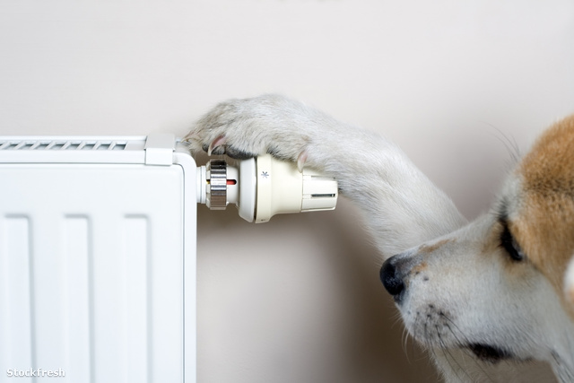 stockfresh 857002 dog-adjusting-comfort-temperature-on-radiator
