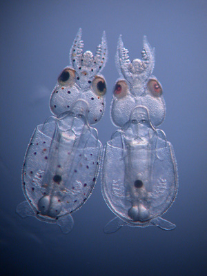 20001231-1-control-and-knockout-squid-hatchlings-doryteuthis-pea