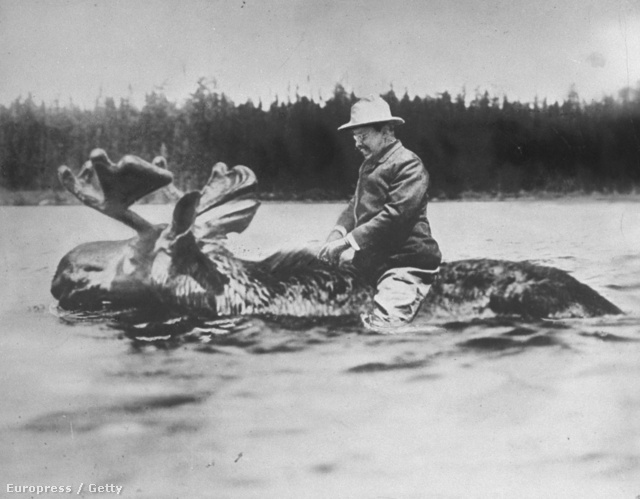 Theodore Roosevelt jávorszarvason lovagol 1900 körül