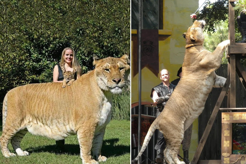 Liger - Egy hím oroszlán és egy nőstény tigris leszármazottja. Gondozóik szerint viselkedésükben inkább a tigrisekre hasonlítanak, de jobban szeretnek társaságban lenni, akárcsak az oroszlánok. A legnagyobb méretű macskaféleként tartják számon.