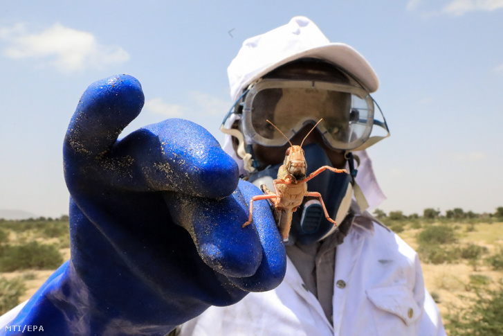 Biopermetszerrel lefecskendezett sivatagi sáskát tart a kezében a szomáliai mezőgazdasági minisztérium egyik munkatársa a szomáliai Geerisa városában 2020. március 19-én