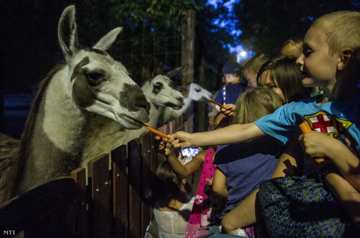 Lámaetetés az állatkertek éjszakáján a Kecskeméti Vadaskertben 2019. augusztus 30-án.