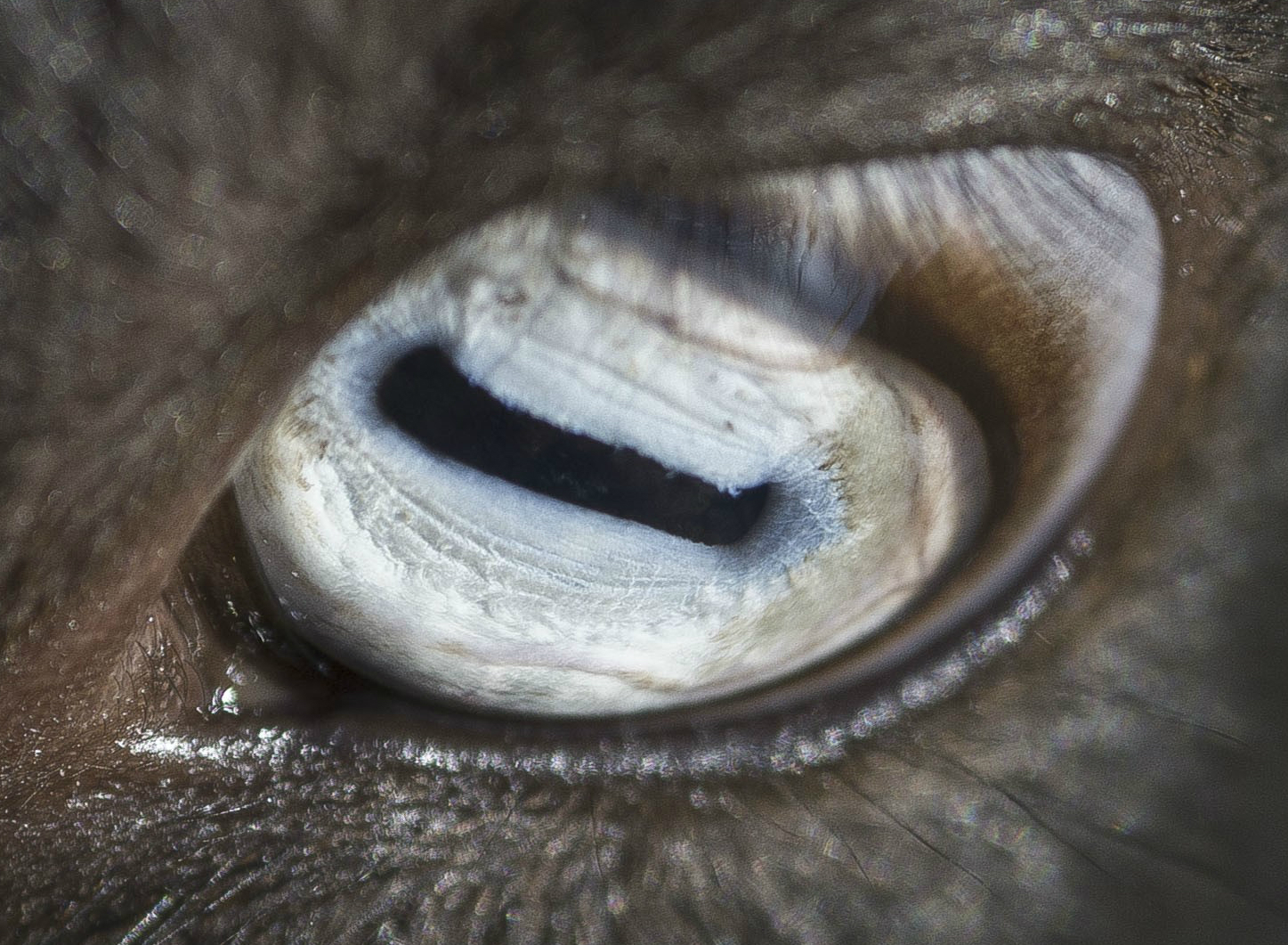 Milyen állat szeme látszik a képen?