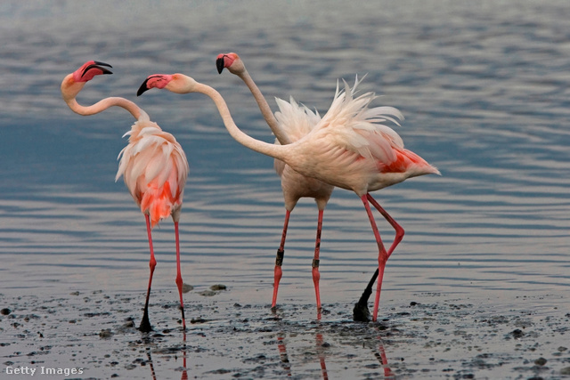 Veszekedő flamingók: a legsötétebb színű nyer