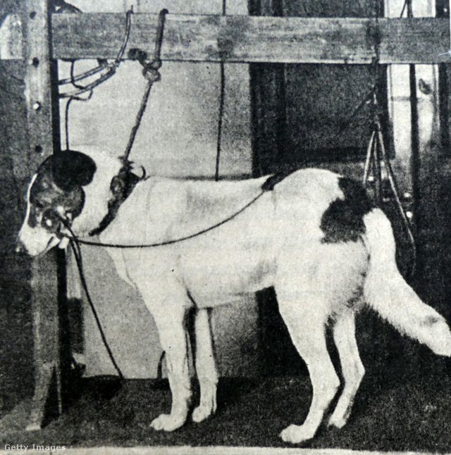 Pavlov (egyik) híres kutyája