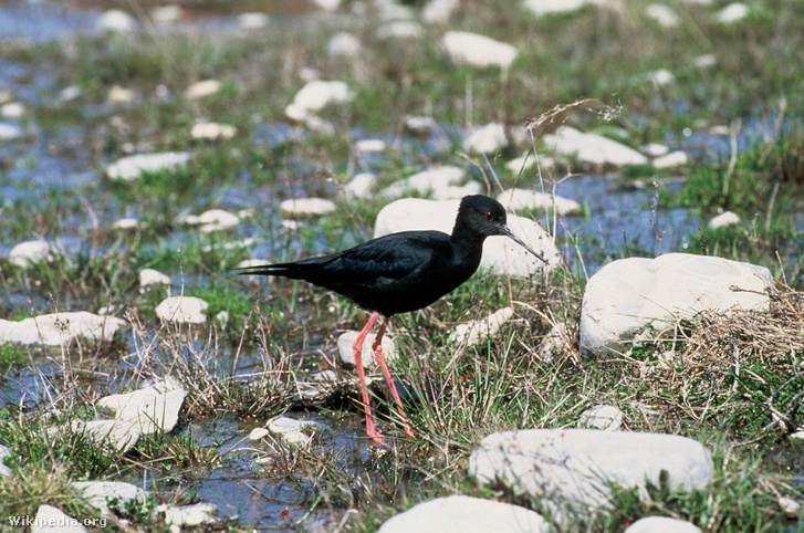 Fekete gólyatöcs (Himantopus novaezelandiae)